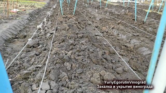 ? Уже СКОРО МОРОЗЫ! Ждать ЗАКАЛКУ ЛОЗЫ винограда или УКРЫВАТЬ уже сегодня? Когда закалка ВРЕДНА? смотреть онлайн