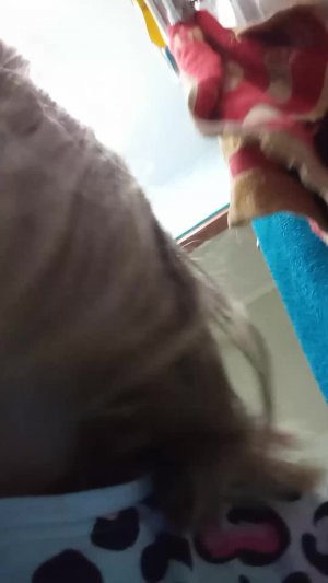 старая часть мою собака насчет