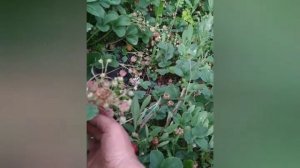 Клубника сорт Черный принц суппер ягода,!!!!