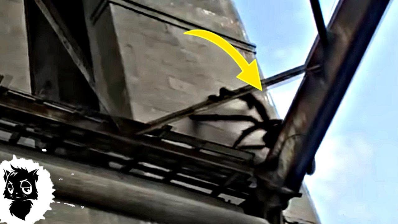 5 ГОРОДСКИХ МОНСТРОВ СНЯТЫХ НА КАМЕРУ [Черный кот] смотреть онлайн