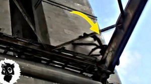 5 ГОРОДСКИХ МОНСТРОВ СНЯТЫХ НА КАМЕРУ  [Черный кот]