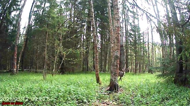 Лось и косуля на фотоловушке. Жизнь в лесу. смотреть онлайн