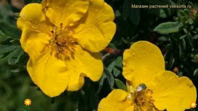 Лапчатка кустарниковая Соммерфлор. Краткий обзор, описание potentilla fruticosa Sommerflor смотреть онлайн