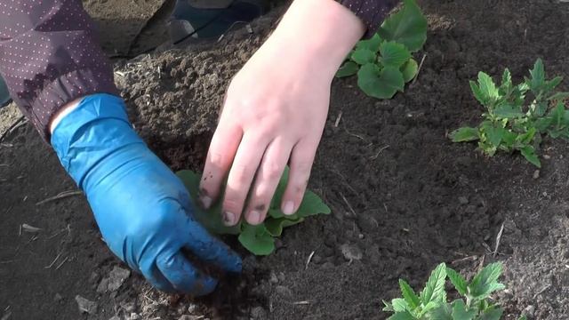 Какие цветы я посеяла в январе смотреть онлайн