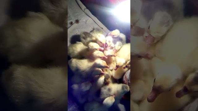 График инкубации гусиных яиц. Выход 97%. Видео отчёт. смотреть онлайн