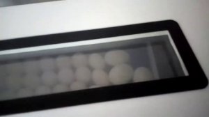 Инкубация утиных и гусиных яиц, инкубация яиц водоплавающей птицы, смешанная инкубация яиц