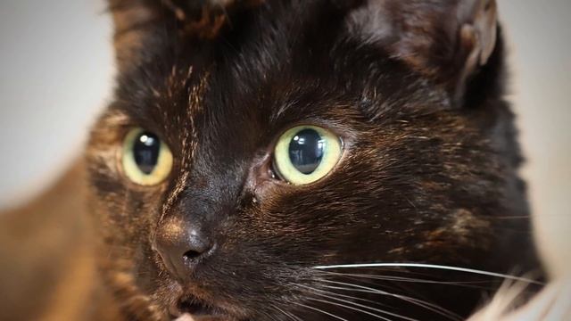 Can Cats Really See In The Dark? (Cat Vision Vs Human Vision) смотреть онлайн