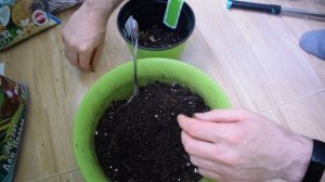 ПЕРЕСАДКА МУРАЙИ.