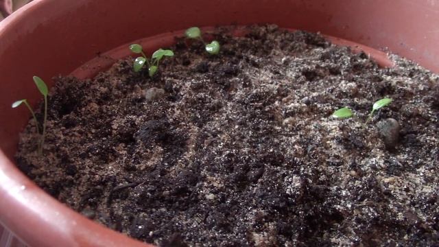 Взошли княжики из семян... смотреть онлайн