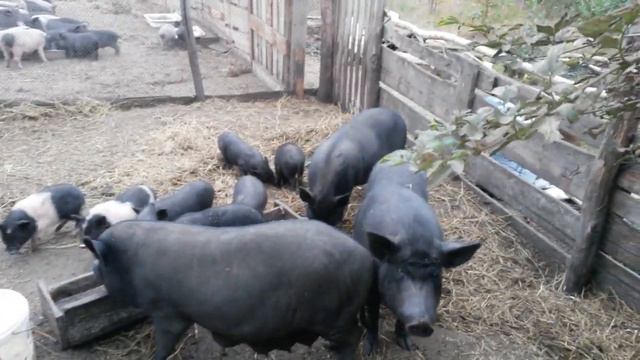 🔵РАСПРОДАЮ ХОЗЯЙСТВО, УЕЗЖАЮ В ГОРОД. #ЛПХ смотреть онлайн