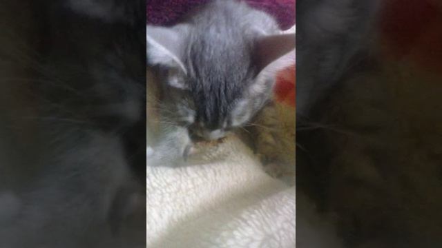 Даша, сосёт одеяло. смотреть онлайн