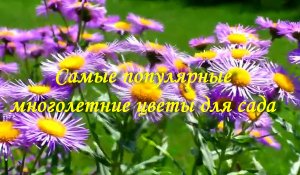 Самые популярные многолетние цветы для сада