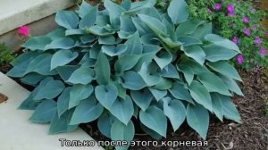 Хоста Халцион