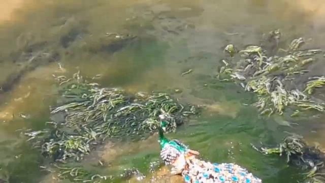 Ритуал - онлайн Избежать любых катастроф. К Шиве. смотреть онлайн