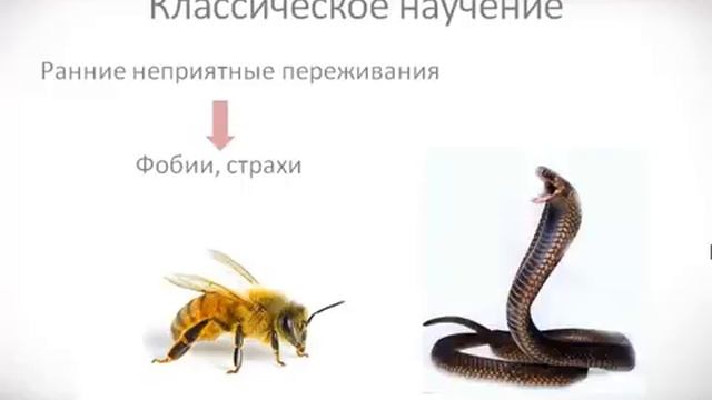 Психология урок 7 Бихевиоризм смотреть онлайн