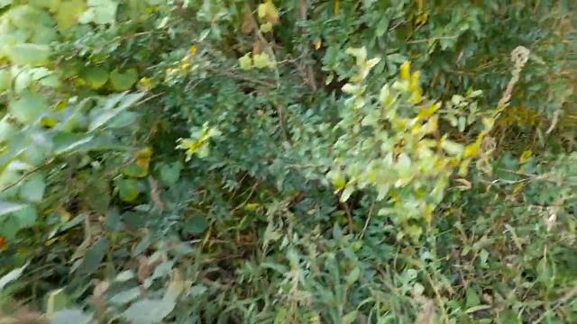Субтропические растения в зоне умеренного климата. смотреть онлайн