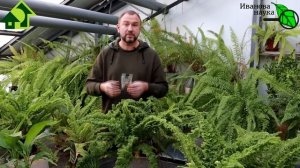 ЦИОН: ТАК ПРОСТО ПОЛУЧИТЬ ионитный субстрат БЕСПЛАТНО! Разбираем СИОН и выводим его на чистую воду!