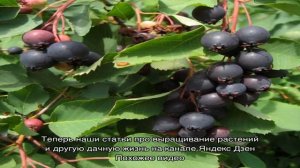Ирга ольхолистная порадует крупным, вкусным и полезным урожаем