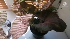 СИНГОНИУМ. Сорт Неон. О сорте, уходе и размножении. Сингониум с розовыми листьями.