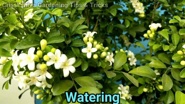 मधुकामिनी Manokamini👉जल्दी घना और हर महीने फूल👉3 secret смотреть онлайн