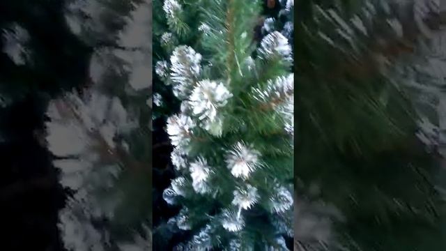 Елка искусственная Лидия с белыми кончиками 360p смотреть онлайн