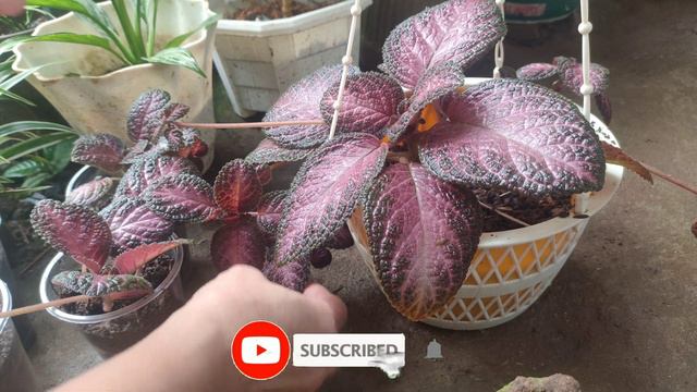 How to propagate Episcia Plant смотреть онлайн