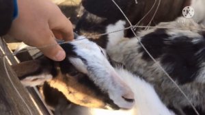 МЕЛКО РОГАТЫЙ СКОТНЫЙ РЫНОК П,МАНАС КАКИЕ ЦЕНЫ 01,04,2021.