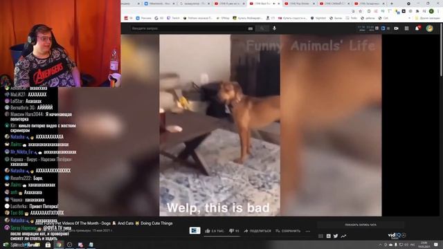 Пятёрка Смотрит Подборку Смешных Видео с Собачками | Реакция Пятёрки на Подборку мемов