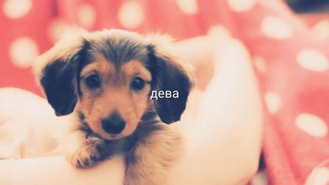 Гороскоп: какая у тебя будет собака? смотреть онлайн