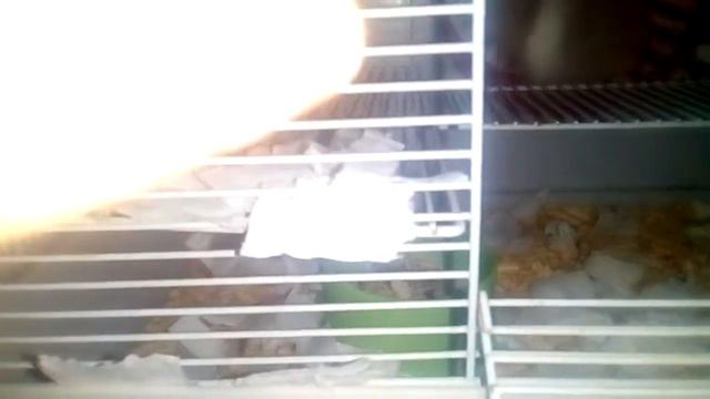 хомячок бегает в колесе хомячок бегает в колесе смотреть онлайн