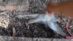 Вертячка- болезнь ньюкасла у голубей Ч .3