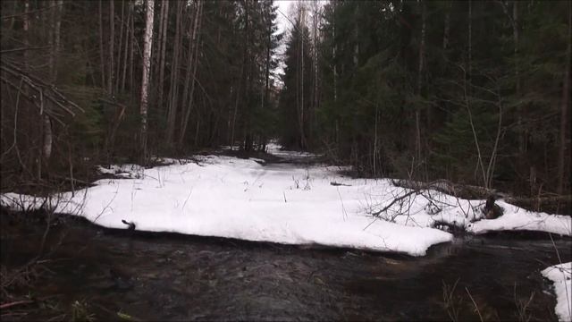Первые шаги молодого выжлеца. Русский гончий Аргон 10 мес. вл. Шатров В.А. смотреть онлайн