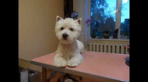 Тримминг Лаки Вест хайленд вайт Терьер