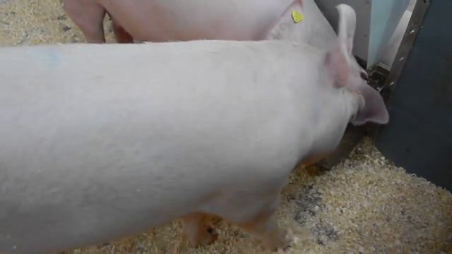 Сравнения и сравнительный анализ