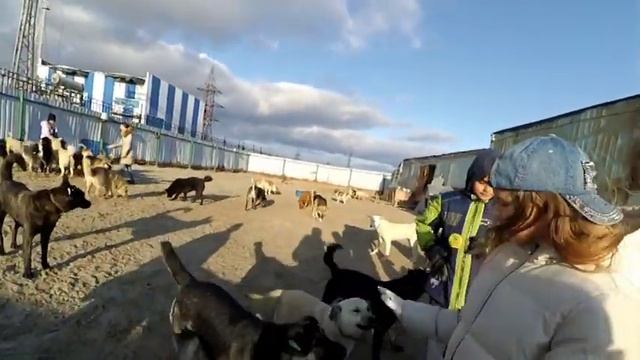Золотые Грифоны. ЦПБЖ Подари мне Жизнь. Собаки. смотреть онлайн