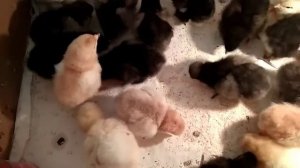 Чем кормить суточных цыплят/ КАК СОДЕРЖАТЬ, чтоб цыплята РОСЛИ ЗДОРОВЫМИ