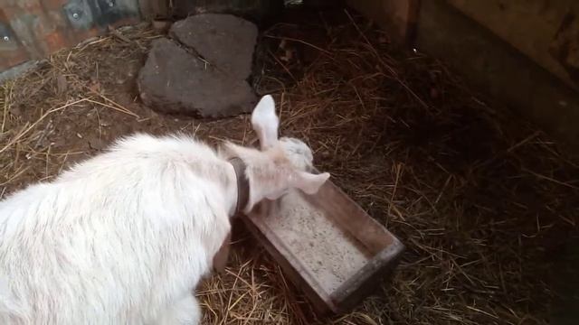 Бройлеры не спали ночью. Спасибо за комментарии. смотреть онлайн