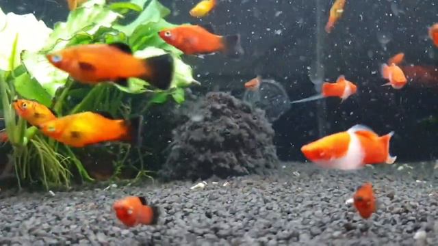 Platys & Xiphophorus hellerii Koi Kohaku смотреть онлайн