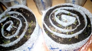 Всходы взойдут на 99%, если замочить семена в хлоргексидине.