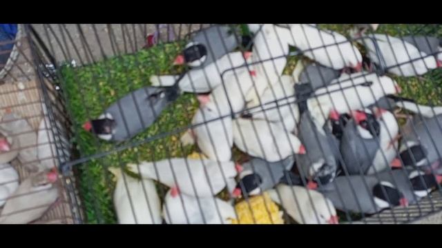 Goldian Finches Dove Java Mutations Price in Pakistan | Lalukhet Birds Market Update 2023 смотреть онлайн