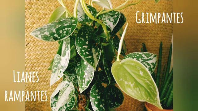 Scindapsus Pictus Silvery Ann