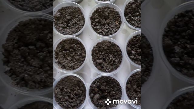 Выращивание рассады огурцов дома смотреть онлайн