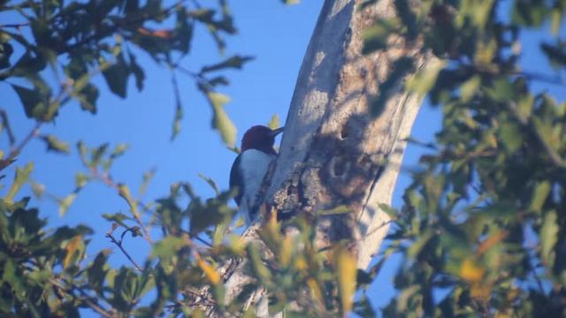 Red-headed Woodpecker -- Melanerpes erythrocephalus смотреть онлайн