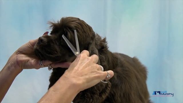 Learn How to Groom an American Cocker Spaniel in a Pet Trim with Undocked Tail смотреть онлайн