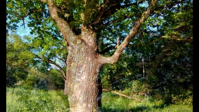 Петергоф. Луговой парк. Вода для фонтанов. Peterhof.
