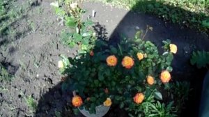 Роза Тайфун. Цветение 2022 года. Ура! Начался сезон роз.