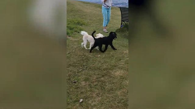 FIDO'S COMPILATION #7 | 5 months old poodle | Life of pet Fido смотреть онлайн