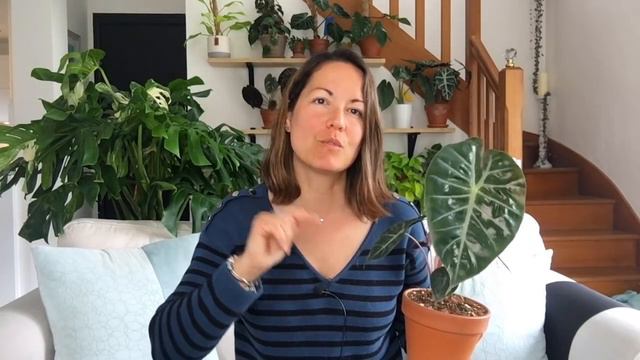 Haul Plantes - Avril # Encore un mois d'excès смотреть онлайн