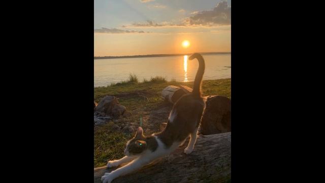 Медитация любящей доброты смотреть онлайн