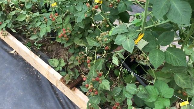 Ежевика Честер в теплице - июль 2018 года
